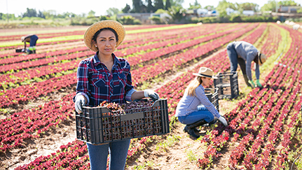 Atrae a los trabajadores agrícolas con planes de ahorro para la jubilación