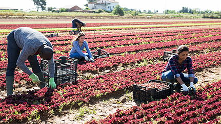 Consejos para ayudar a superar la escasez de mano de obra agrícola