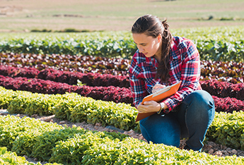 woman farmer standing in a field and holding a box of tomatoes