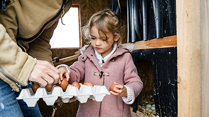 Child carrying pallet of eggs on a farm