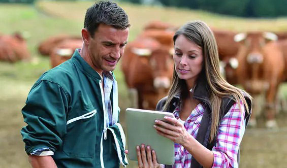 A man and woman look at a tablet in a field with cows.